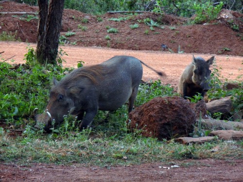 Pumba