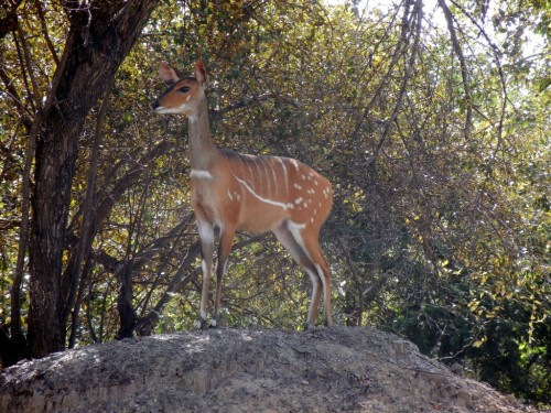 Bambi