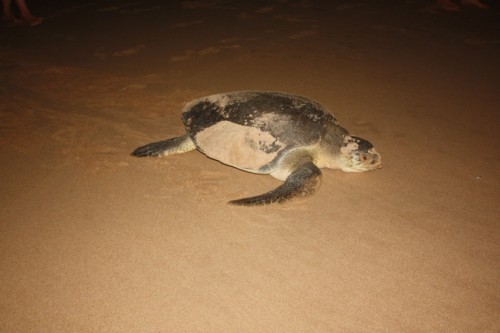 Olive Ridley Sea Turtle