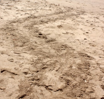 Sea Turtle Trail