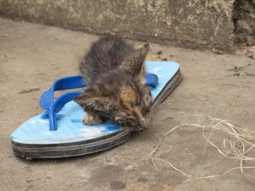 cute kitty ghana