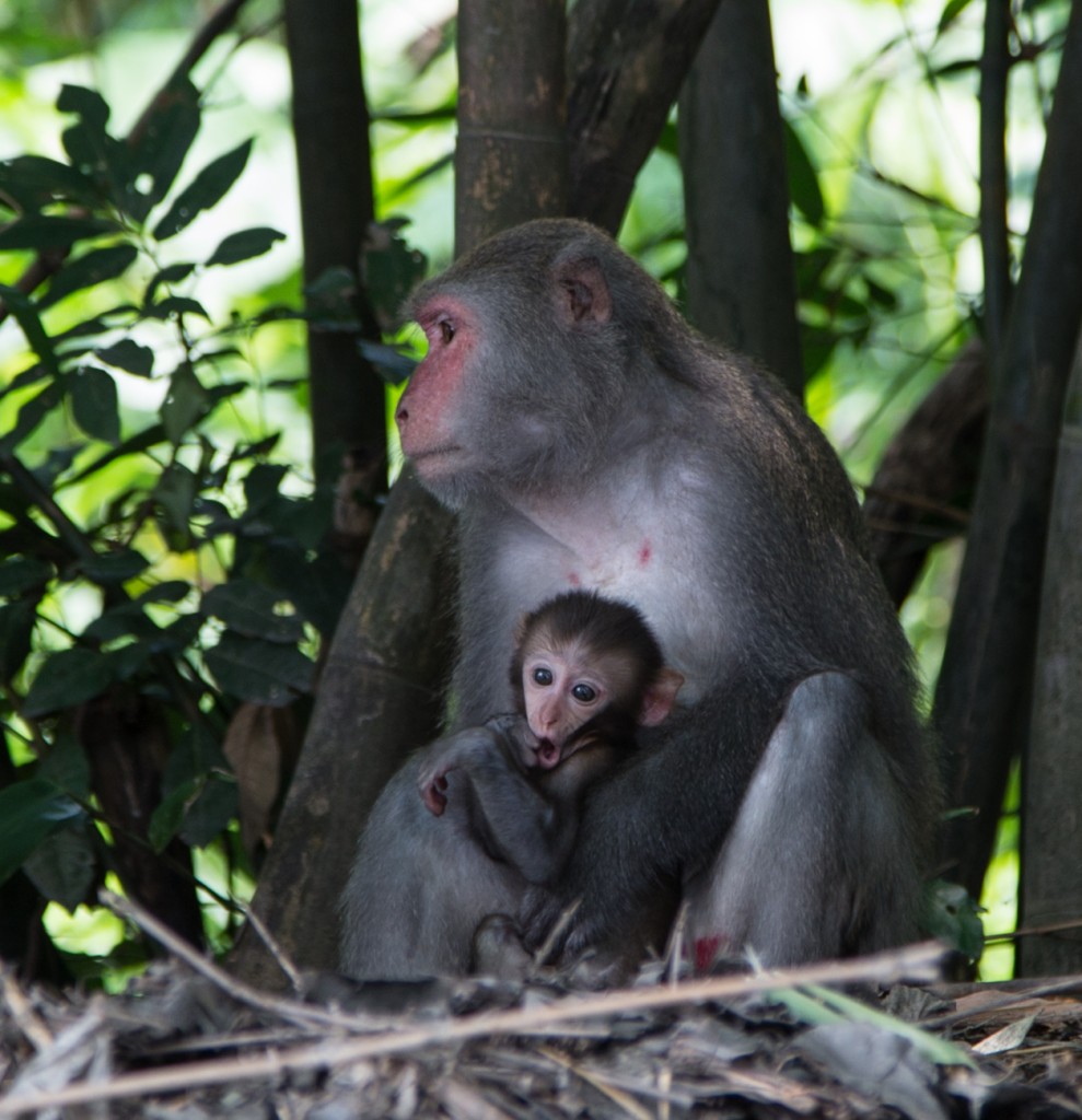 Taiwan Monkey Weird Face