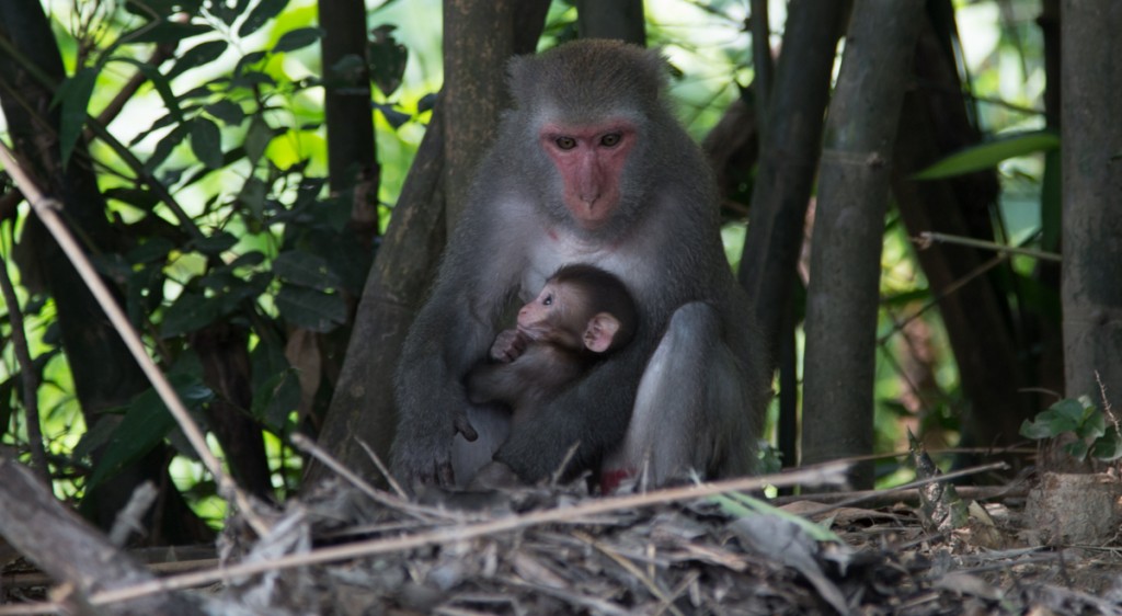 taiwan sun moon lake monkey